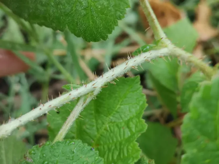 Tallo joven y verde de Zarza pajarera (rubus caesius) con un fondo de hojas verdes
