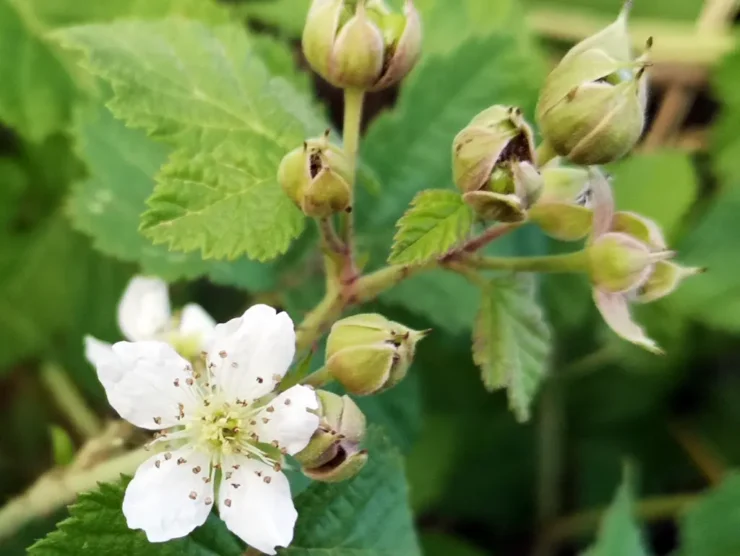 Flores de zarza pajarera (Rubus caesius): racimo con capullos cerrados y una flor abierta en el extremo del tallo