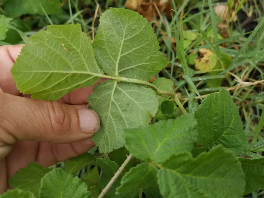 Revés de una hoja de zarza pajarera (rubus caesius) sujetada por una mano con pradera al fondo