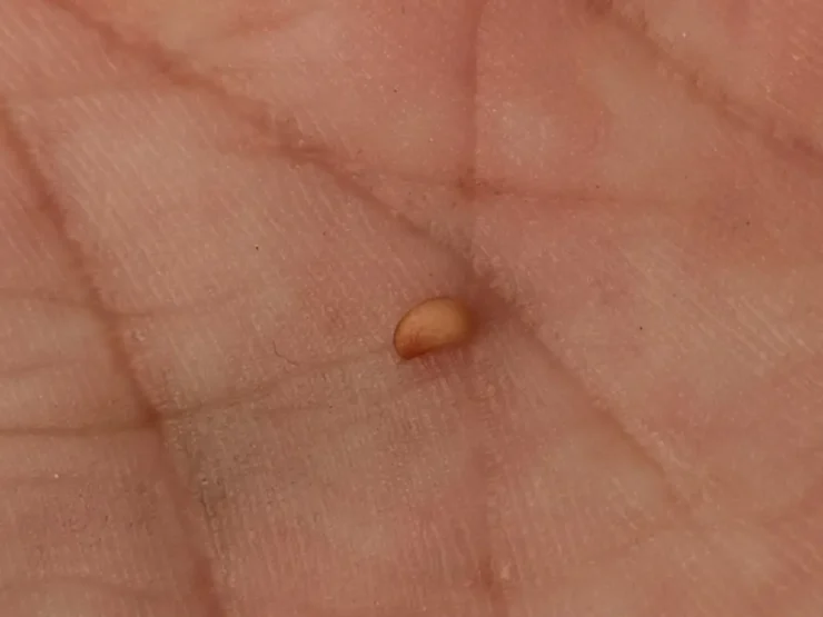 zarza pajarera (rubus caesius): primer plano de una semilla sostenida en una mano