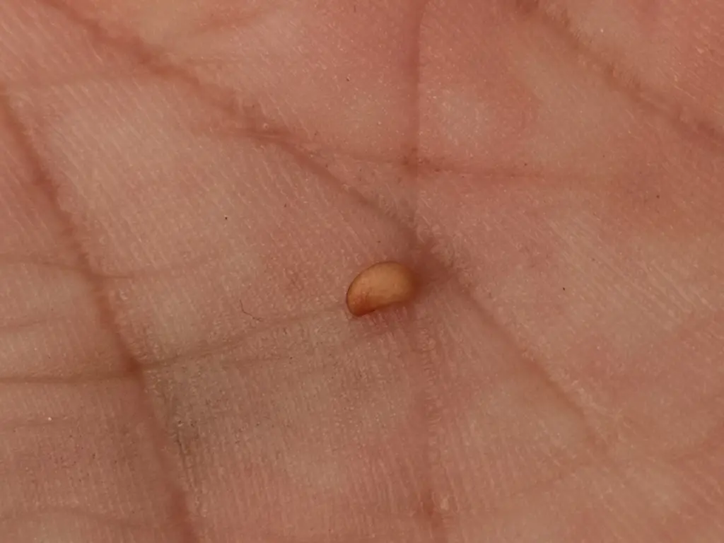 zarza pajarera (rubus caesius): primer plano de una semilla sostenida en una mano