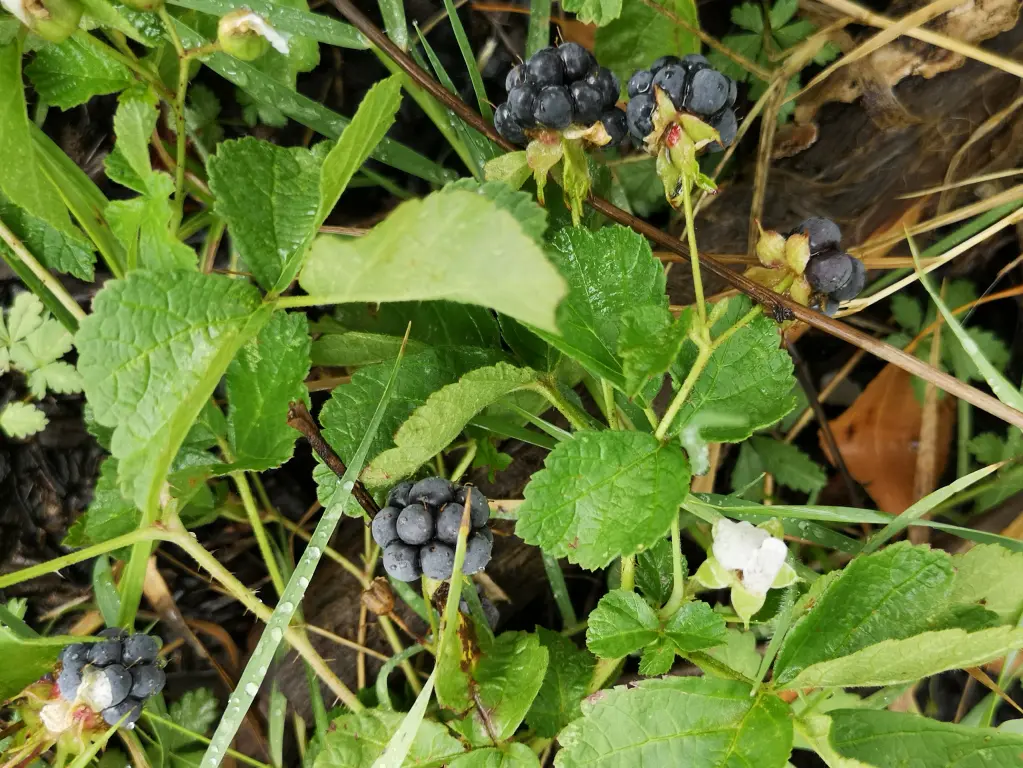 Zarza pajarera (rubus caesius): vista general de una planta fructificada