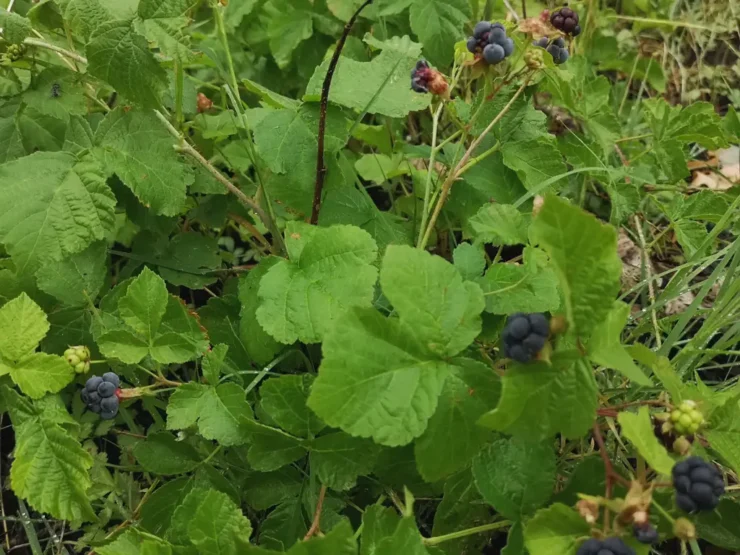 Zarza pajarera (rubus ceasius): vista cenital de una colonia de ejemplares maduros y con frutos