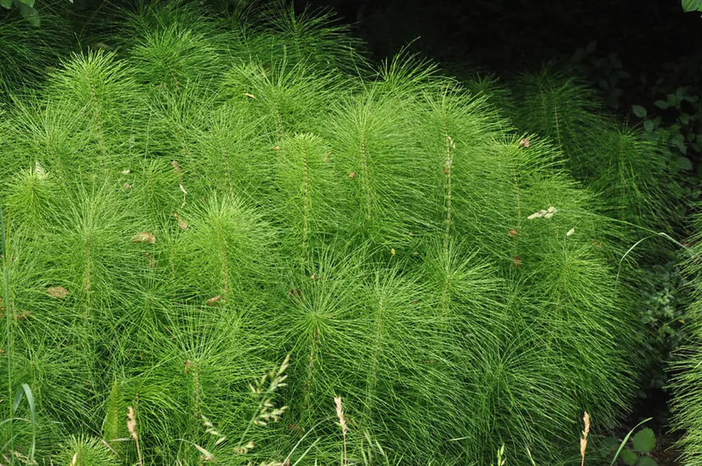 Plantas de cola de caballo en una zona boscosa, se encuentran en su hábitat natural.