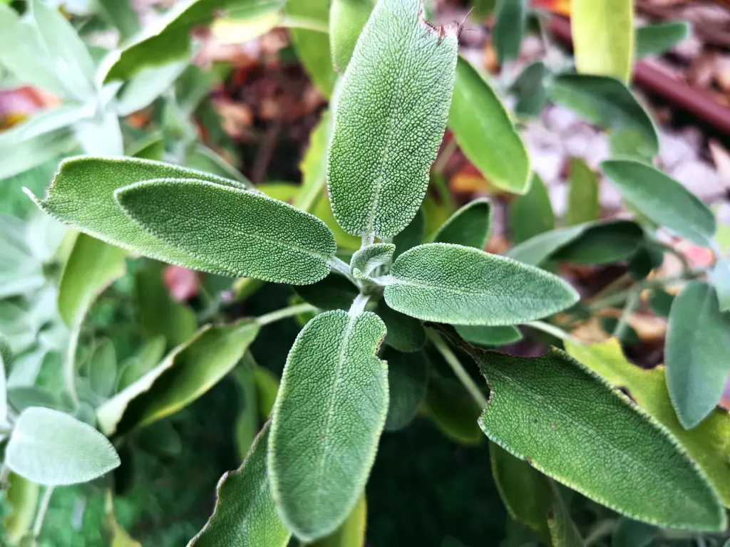 Hojas de un ejemplar de Salvia, familia de las Lamiacea, en un jardín en Jaén
