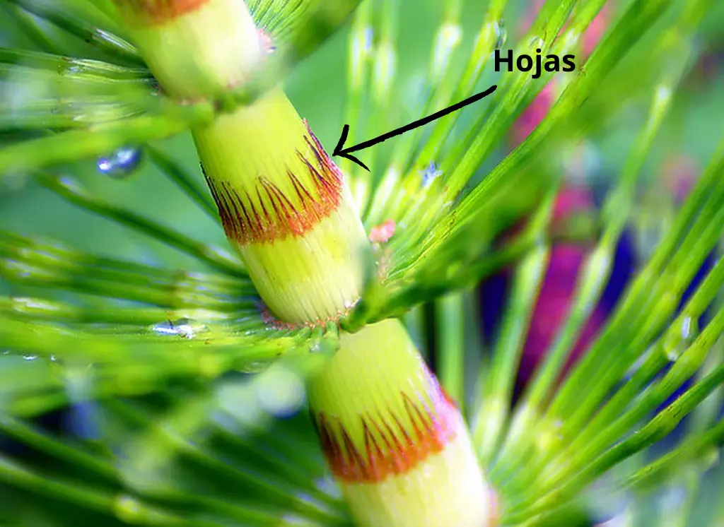 Hojas verdaderas de Equisetum arvense, suelen pasar desapercibidas por su pequeño tamaño.