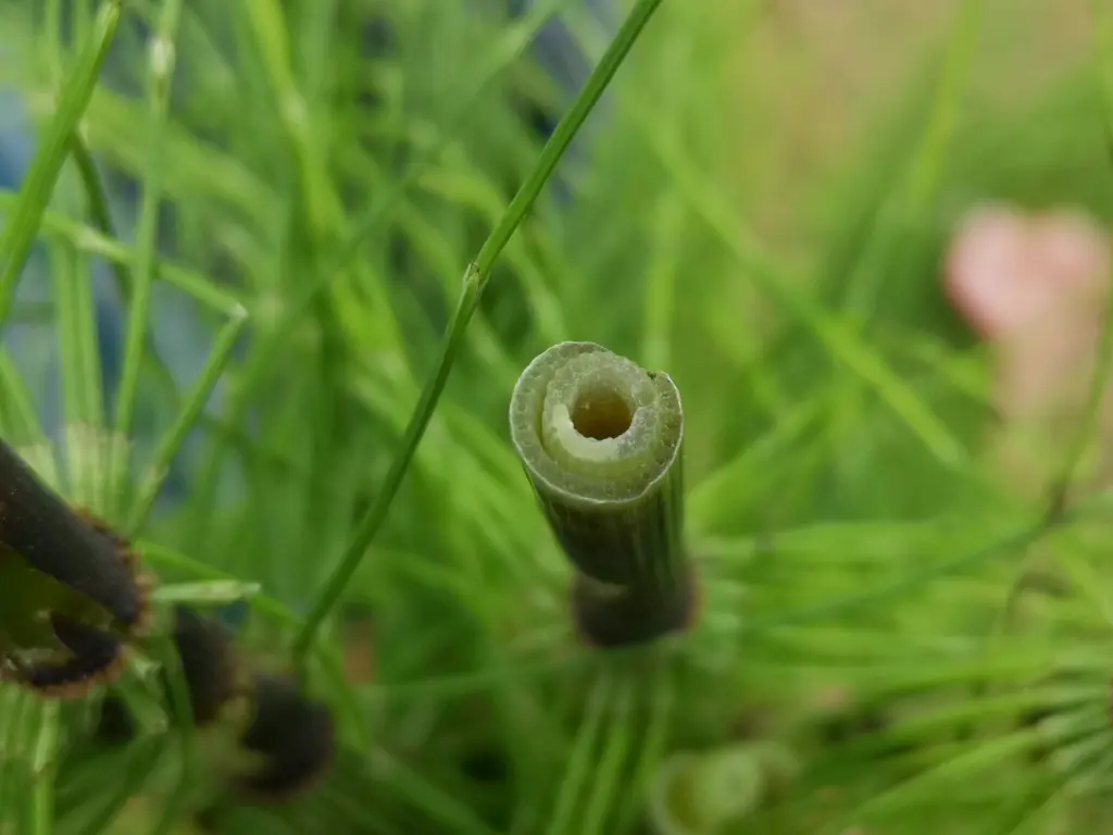 interior del tallo de Equisetum arvense, es un tallo hueco y frágil.