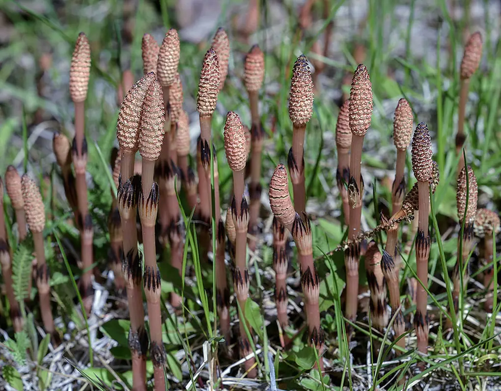 Tallo fértiles de color marrón que terminan en un estróbilo, planta Equisetum arvense.