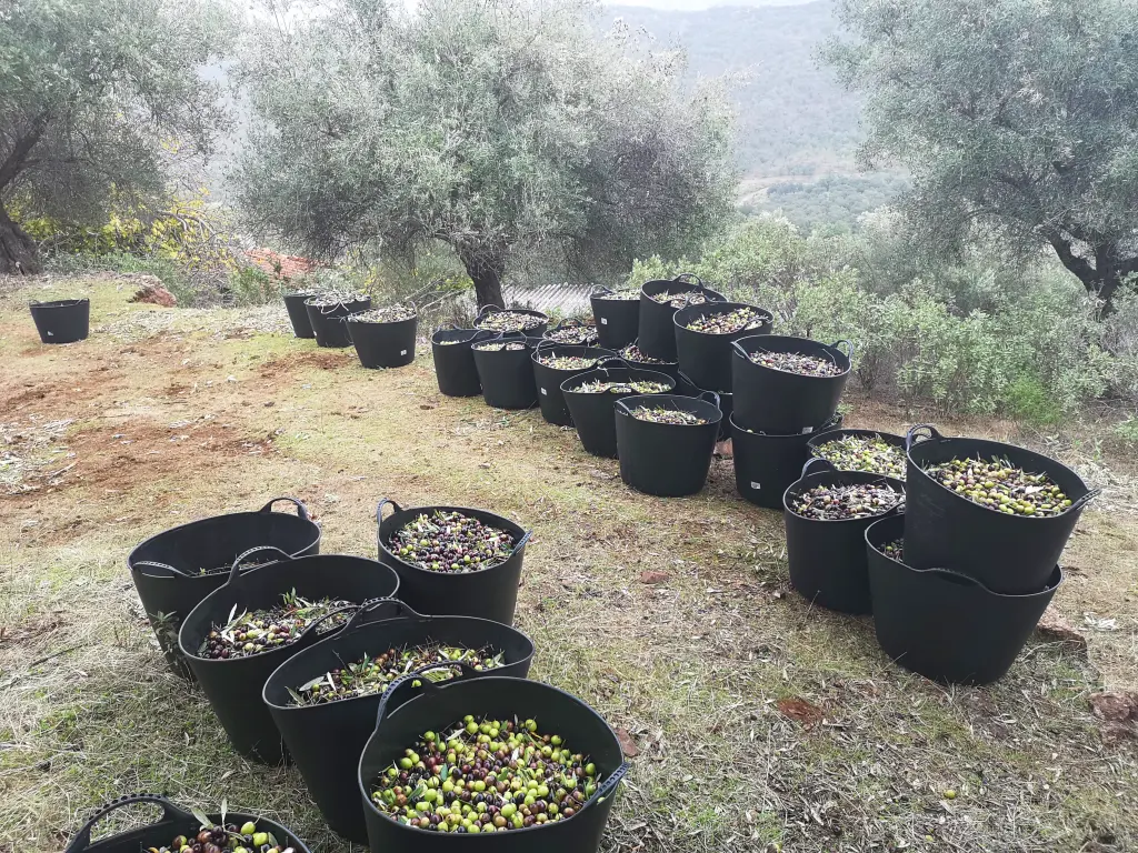 Agricultura intensiva en una finca de olivos, en este caso monocultivo de aceitunas. Vemos los cestos llenos de aceitunas listas para transportar.